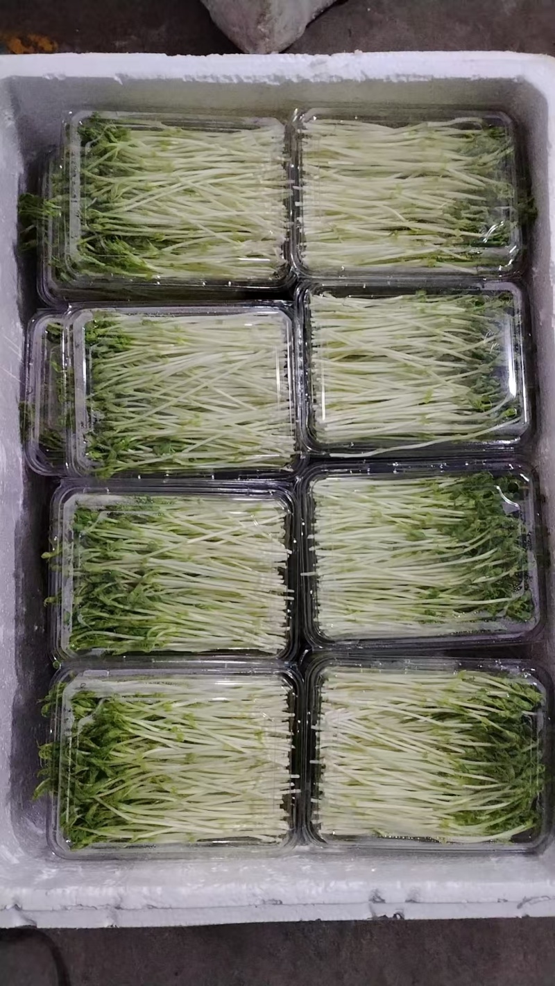 浙江温州芽苗菜净菜豌豆苗/大量上市/量大价优/诚信经营