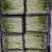 浙江温州芽苗菜净菜豌豆苗/大量上市/量大价优/诚信经营