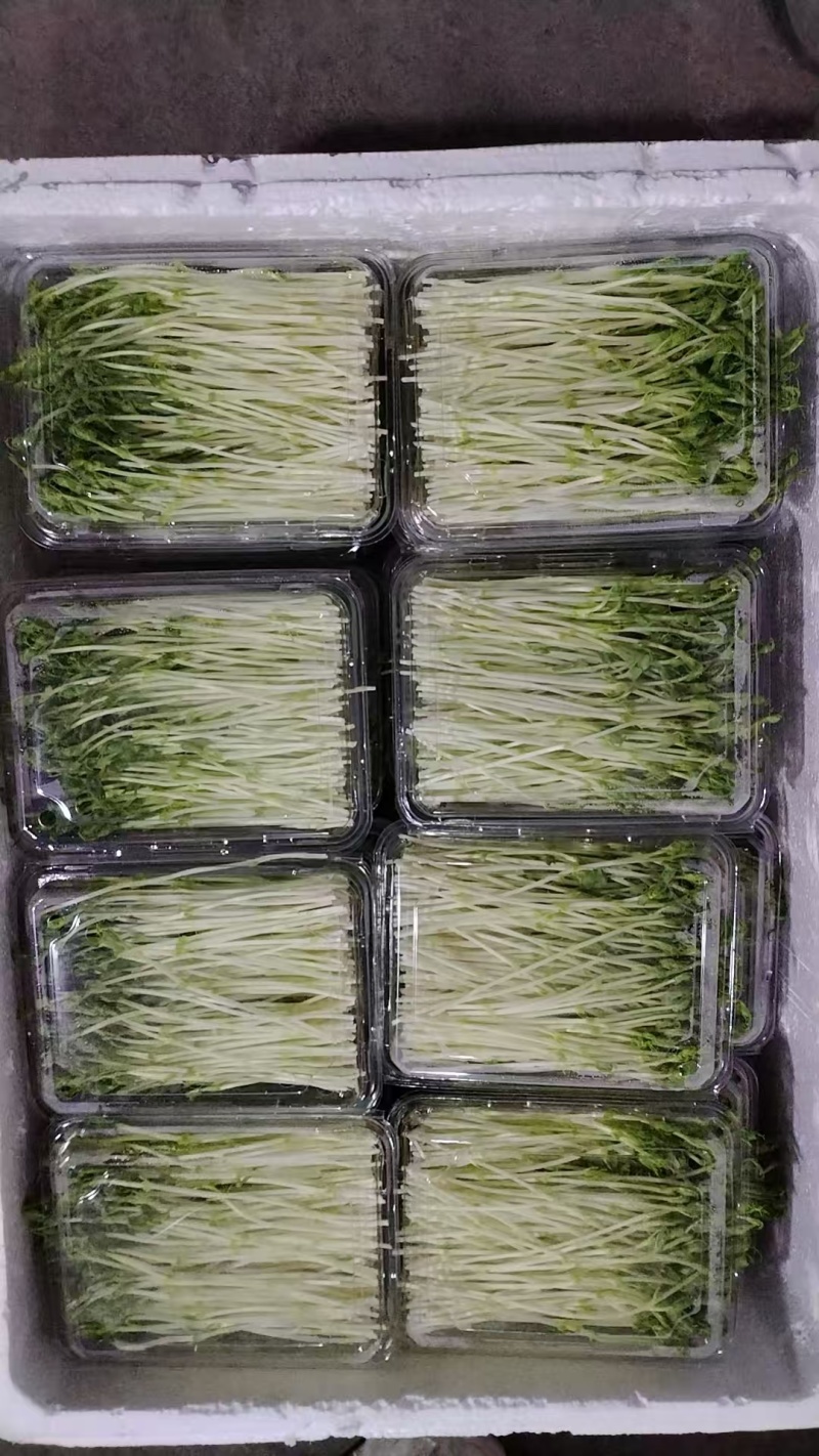 浙江温州芽苗菜净菜豌豆苗/大量上市/量大价优/诚信经营