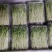 浙江温州芽苗菜净菜豌豆苗/大量上市/量大价优/诚信经营