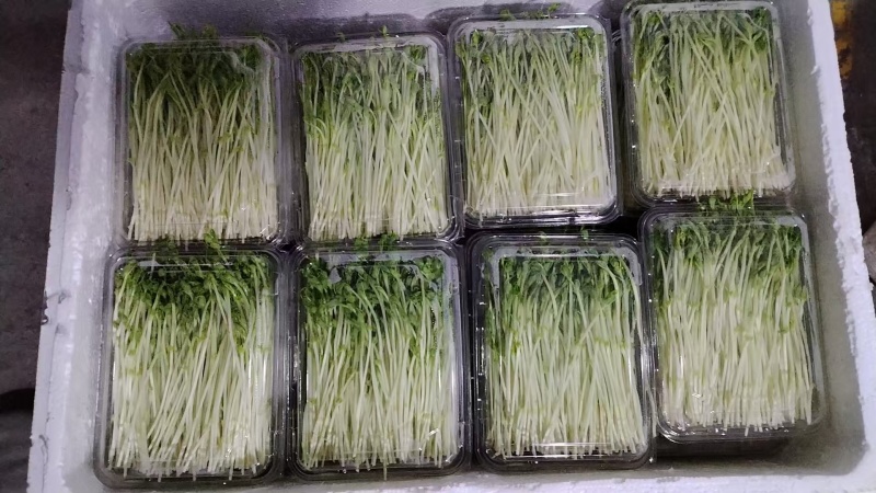 浙江温州芽苗菜净菜豌豆苗/大量上市/量大价优/诚信经营