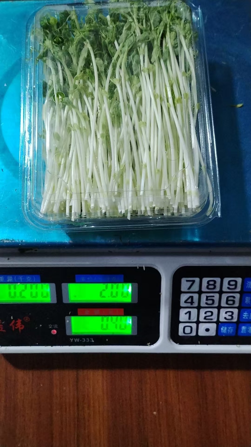 浙江温州芽苗菜净菜豌豆苗/大量上市/量大价优/诚信经营