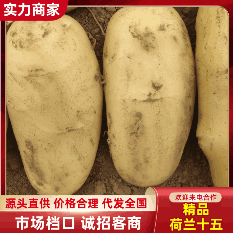 【荷兰十五土豆】山东土豆基地直发低价供应各大市场