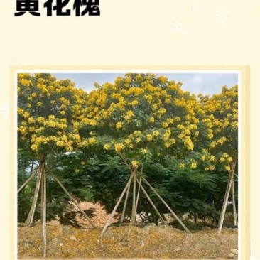 黄花槐种子