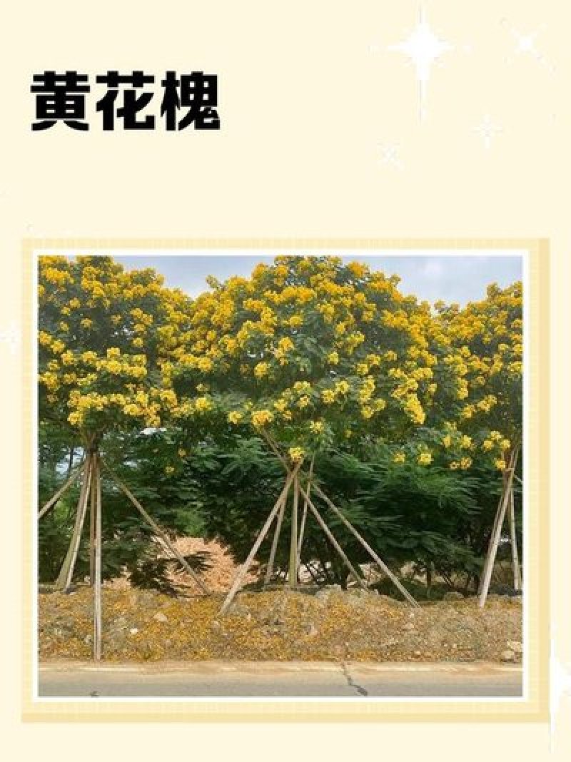 黄花槐种子