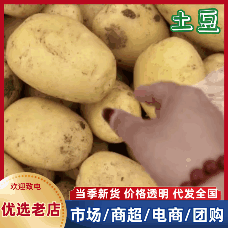 广西土豆大量上市。基地直发，规格齐全品质保证