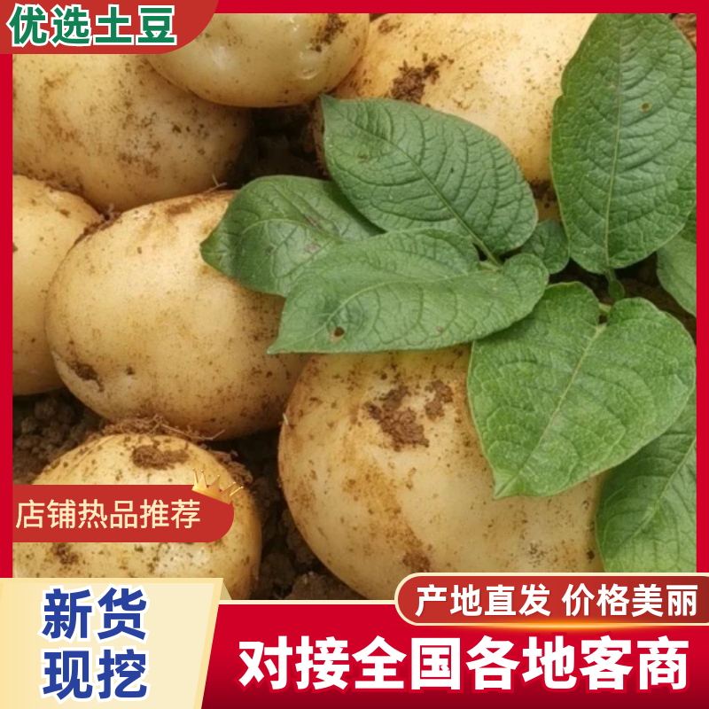 广西土豆大量上市。基地直发，规格齐全品质保证