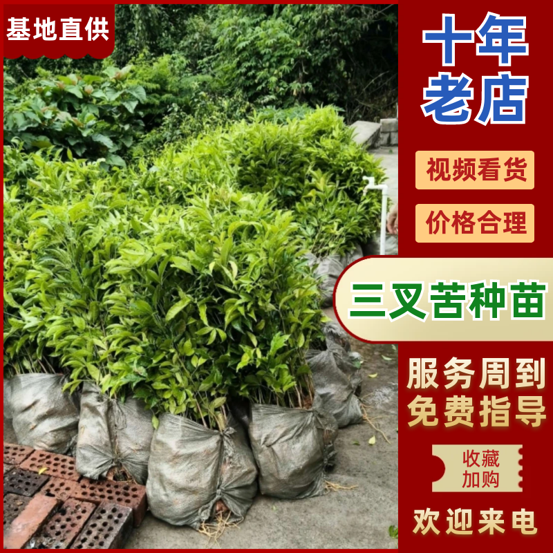 广西钦州灵山县直发三叉苦苗三丫苦杯苗广西批发可发全国