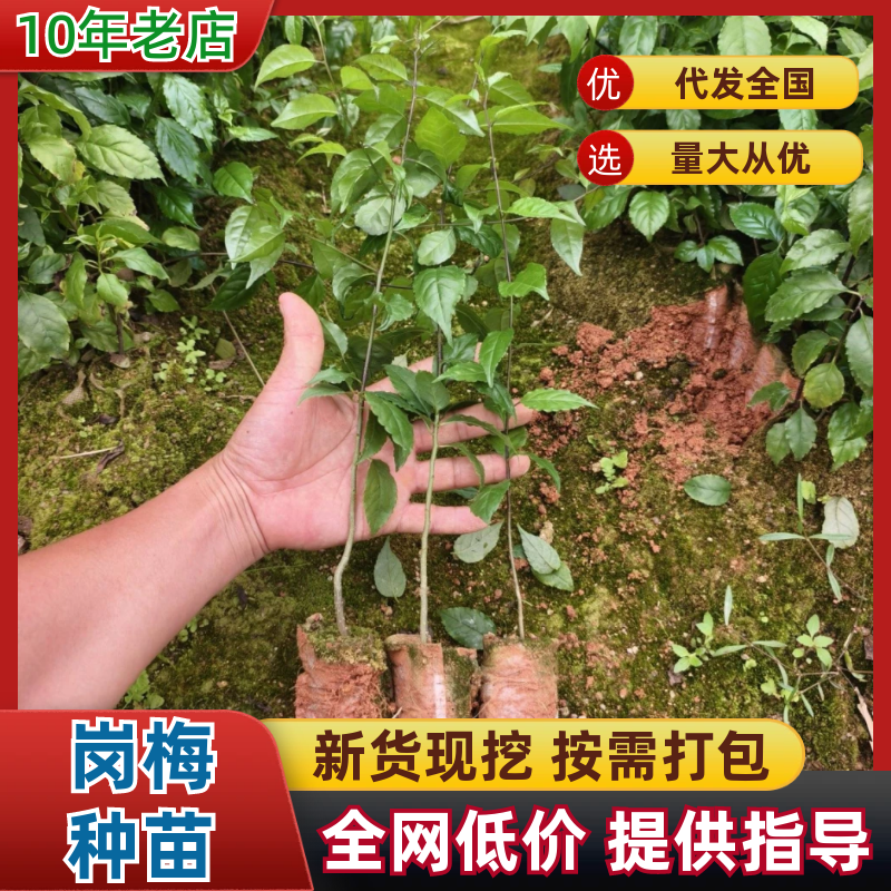 广西钦州灵山县直供岗梅种苗杯苗品种齐全大量地苗现货可咨询