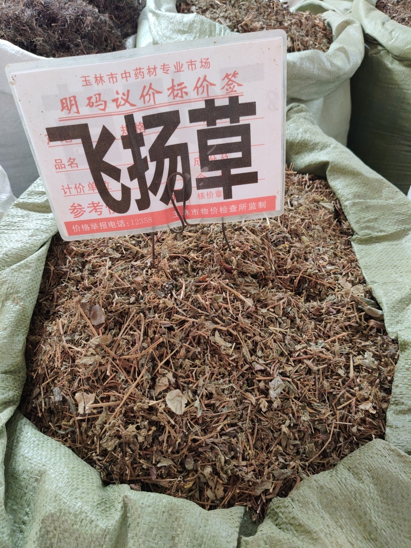 飞扬草大货价6元/斤