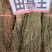 田基王大货价16.5元/斤