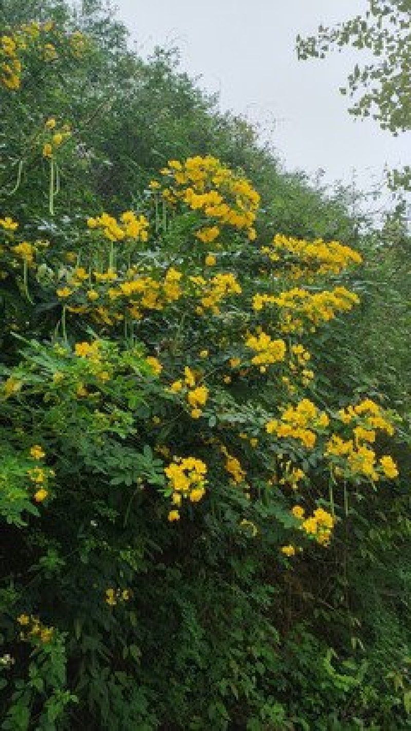 黄花槐种子