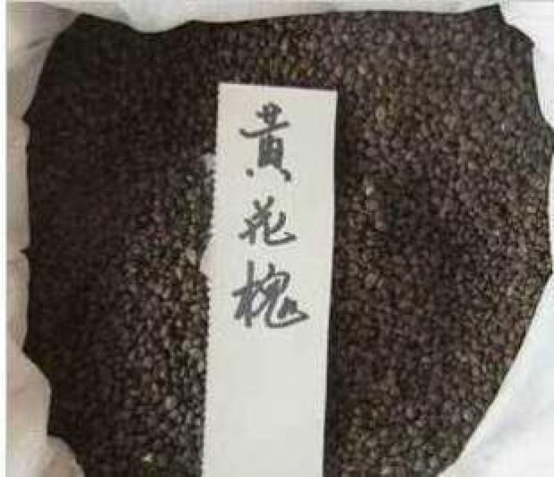 黄花槐种子