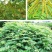 木豆种子