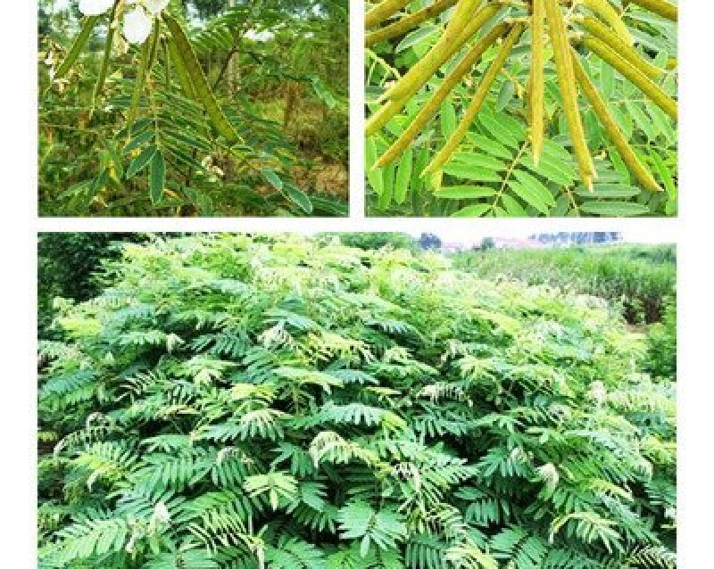 木豆种子