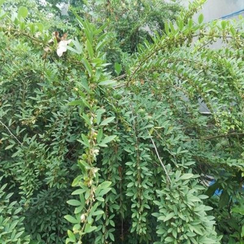 木豆种子