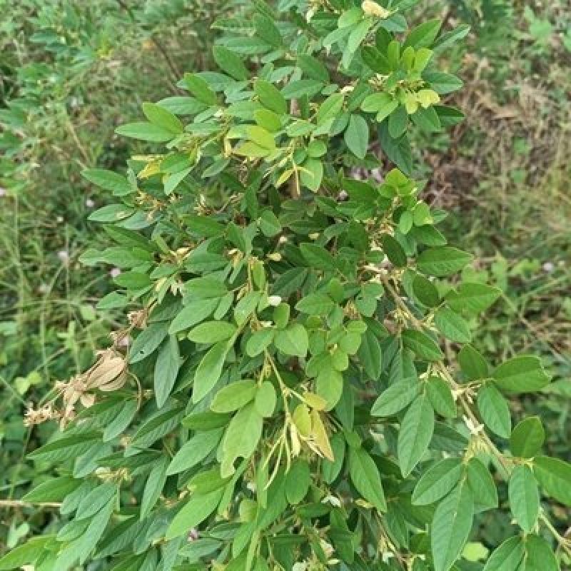 木豆种子