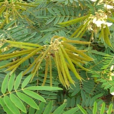 山毛豆种子