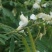 山毛豆种子