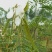 山毛豆种子