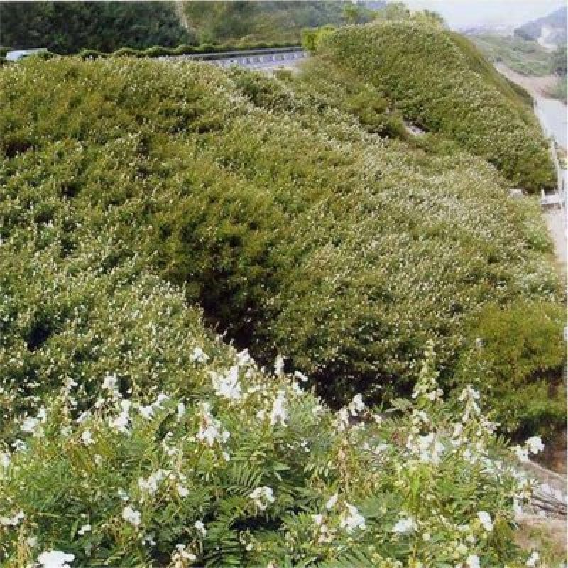山毛豆种子