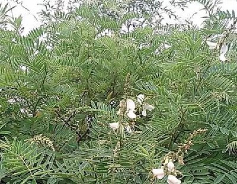 山毛豆种子