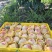 阳山水蜜桃【单果首例精准测糖】