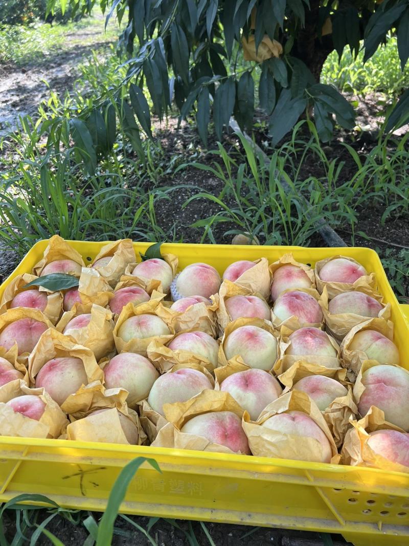 阳山水蜜桃【单果首例精准测糖】