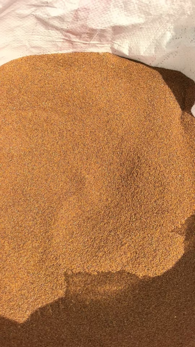 精选荠菜种子河南基地直供一手货源质量保证全国发货