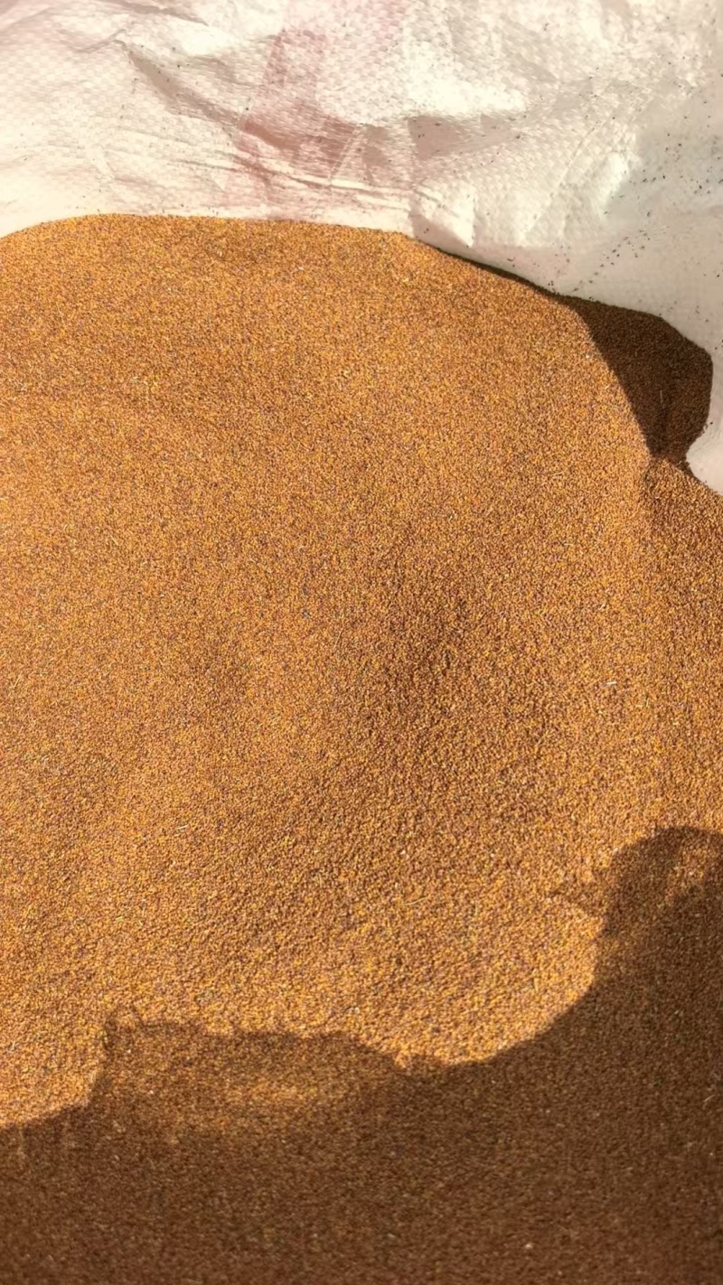 精选荠菜种子河南基地直供一手货源质量保证全国发货