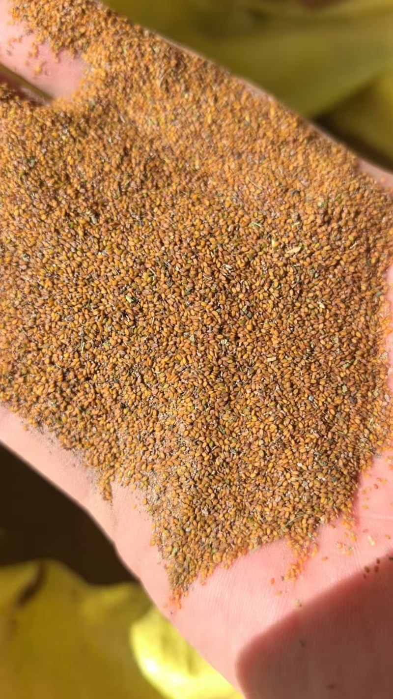 精选荠菜种子河南基地直供一手货源质量保证全国发货