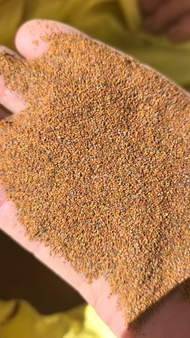 精选荠菜种子河南基地直供一手货源质量保证全国发货