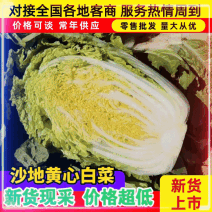 【热卖中】黄心白菜/宁夏黄心白菜/银川白菜/精选品质