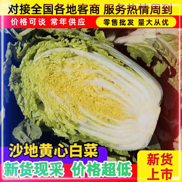 【热卖中】黄心白菜/宁夏黄心白菜/银川白菜/精选品质