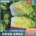 【黄心白菜】宁夏白菜/银川黄心白菜/产地直发精选高品质