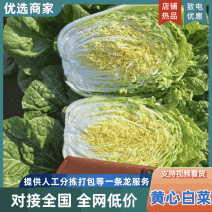 【黄心白菜】山东白菜/兰陵黄心白菜/价格便宜质量三包