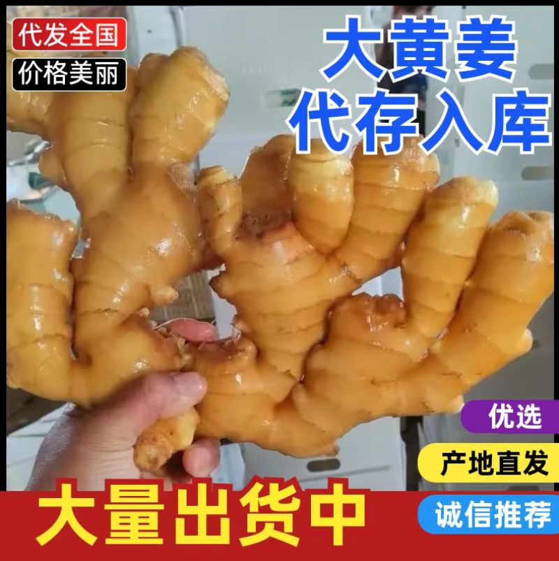 山东大黄姜/产地批发【风干姜/水洗姜/沙土姜】可全国发货