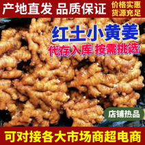 广东【小黄姜生姜】产地批发/随到随装/产地代发全国