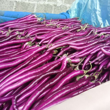 【推荐】线茄子大量上市质量好价格优全国发货