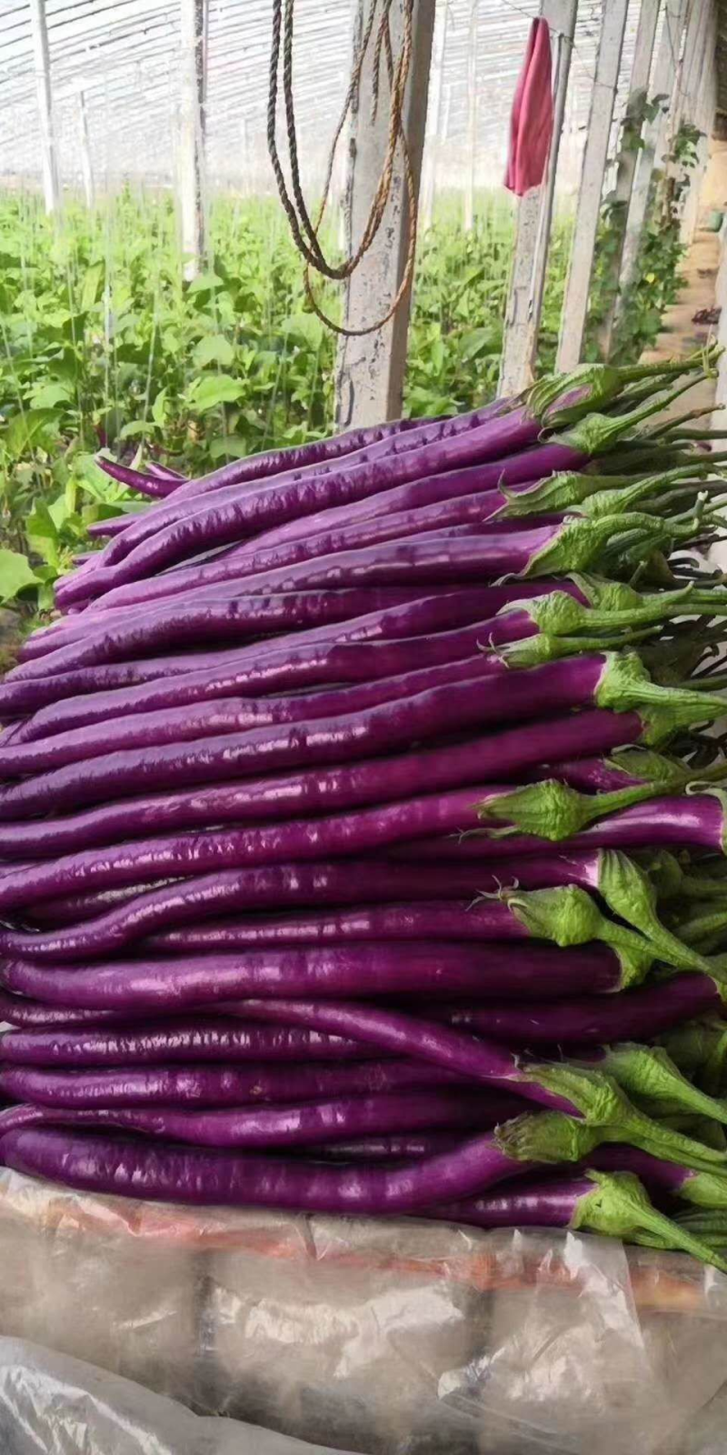 【推荐】线茄子大量上市质量好价格优全国发货