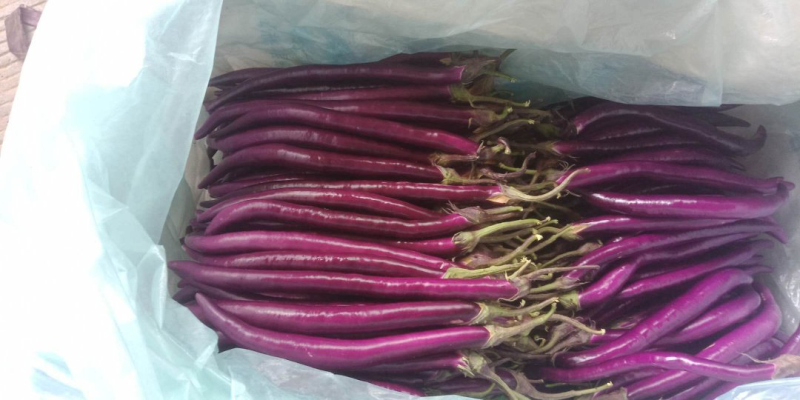 【推荐】线茄子大量上市质量好价格优全国发货