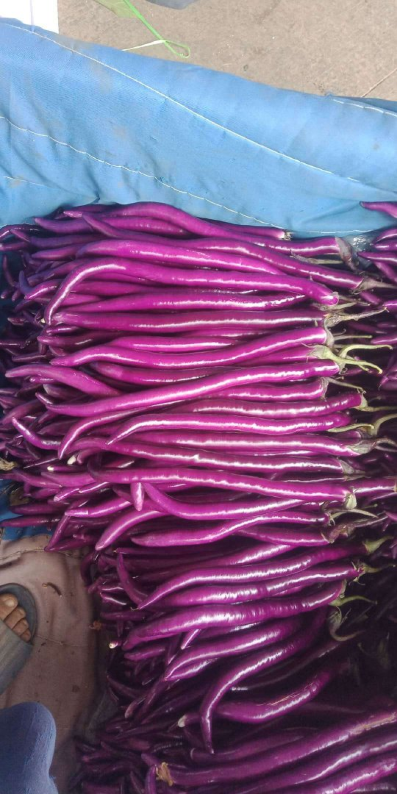 【推荐】线茄子大量上市质量好价格优全国发货