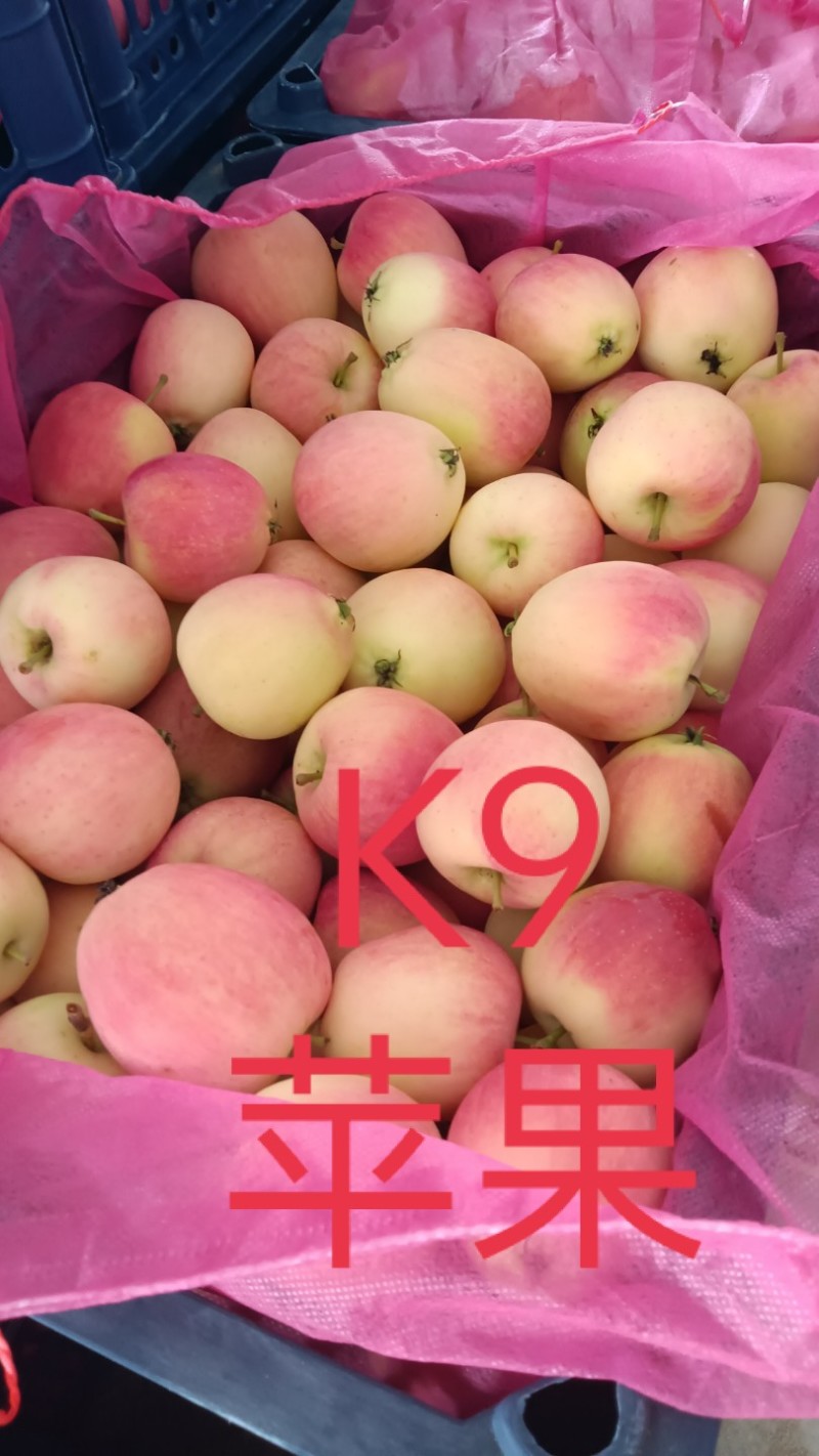 精品K9苹果/货源充足量大价优产地直发
