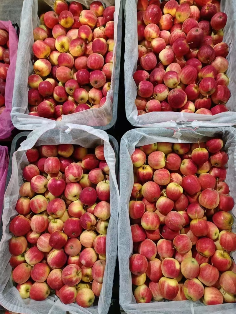 精品K9苹果/货源充足量大价优产地直发