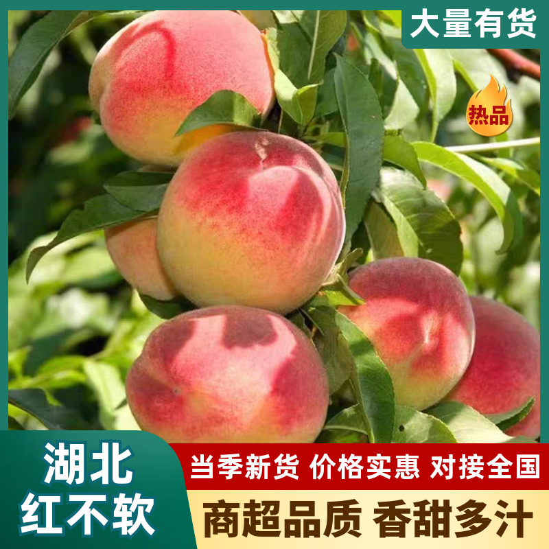 湖北桃/红不软桃/宜城红桃/产地货源/全国供应电商市场