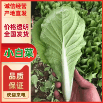 【精品】江苏小白菜毛白菜基地直供价格美丽欢迎来电！