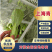 【精品】江苏上海青产地直发价格优惠全国供应