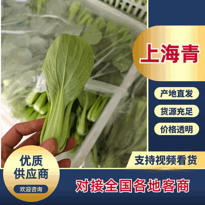 【精品】江苏上海青产地直发价格优惠全国供应