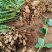 花生广东白米花生产地直发保质保量颗粒饱满对接全国
