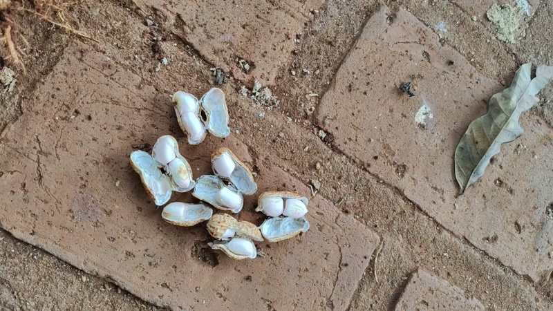 花生广东白米花生产地直发保质保量颗粒饱满对接全国